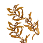 Extrait marin d'algues dorées