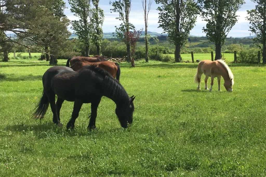 Cheval au repos en pension retraite – bien-être, nature et accompagnement à Mornant