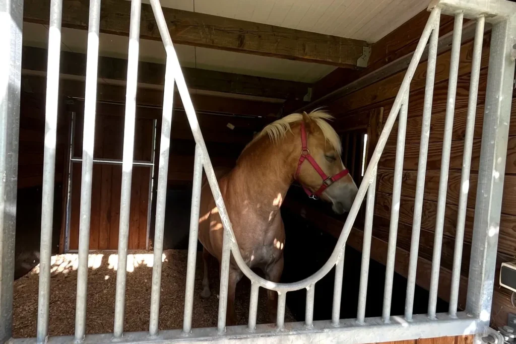 Cheval en convalescence au Pôle Bien-Être Équin – hébergement adapté et suivi personnalisé