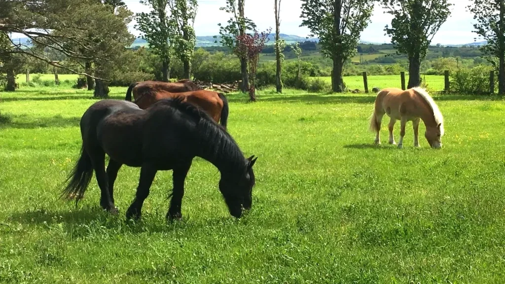 Cheval au repos en pension retraite – bien-être, nature et accompagnement à Mornant